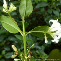 Hedyotis trimenii var. orbicularifolia Ridsdale